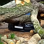 A large tree has fallen on an Audi car, severely damaging it on a city street in the UK.